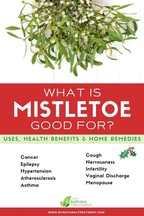 The Surprising Origins of Mistletoe Traditions